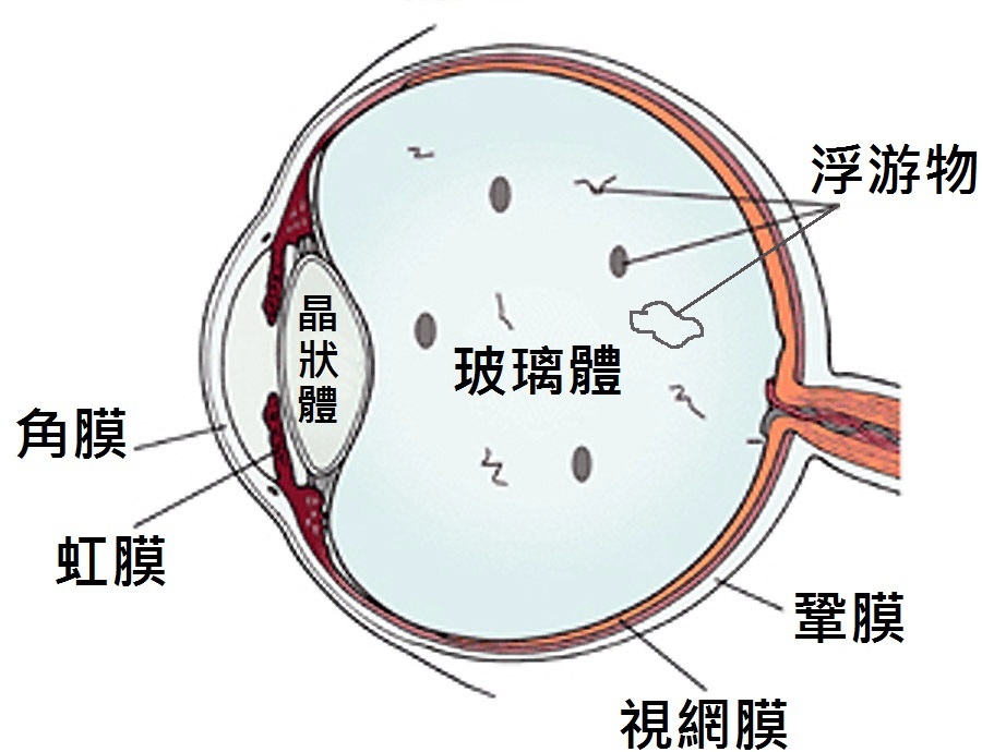 眼球示意图