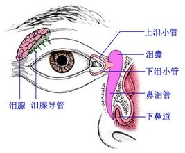 视网膜,视网膜动脉阻塞,眼中风,惠州希玛眼科